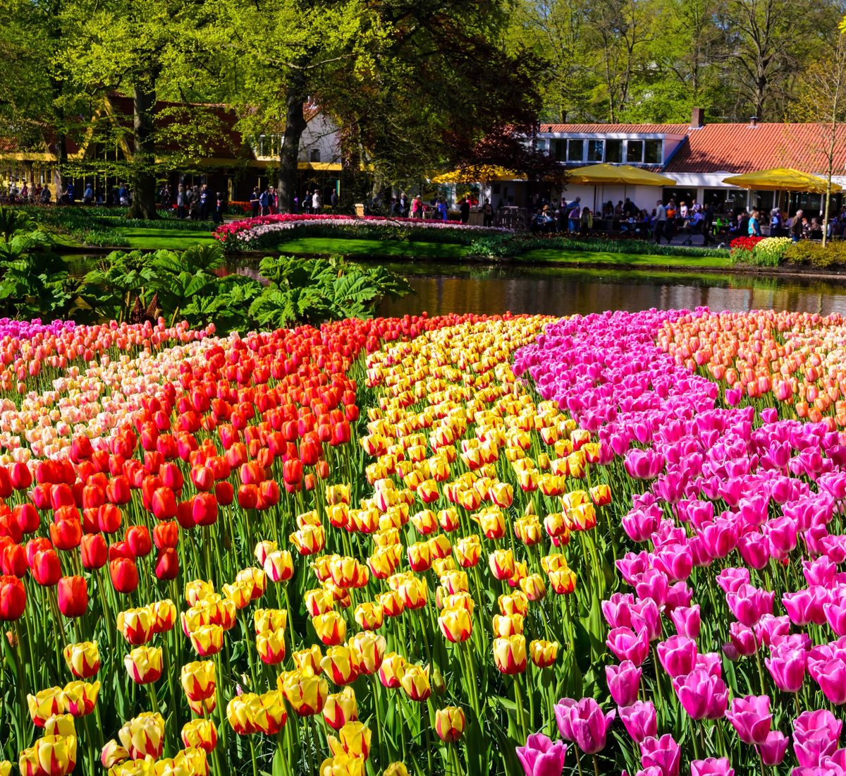 Canteiros de tulipas coloridas no parque Keukenhof, em Lisse